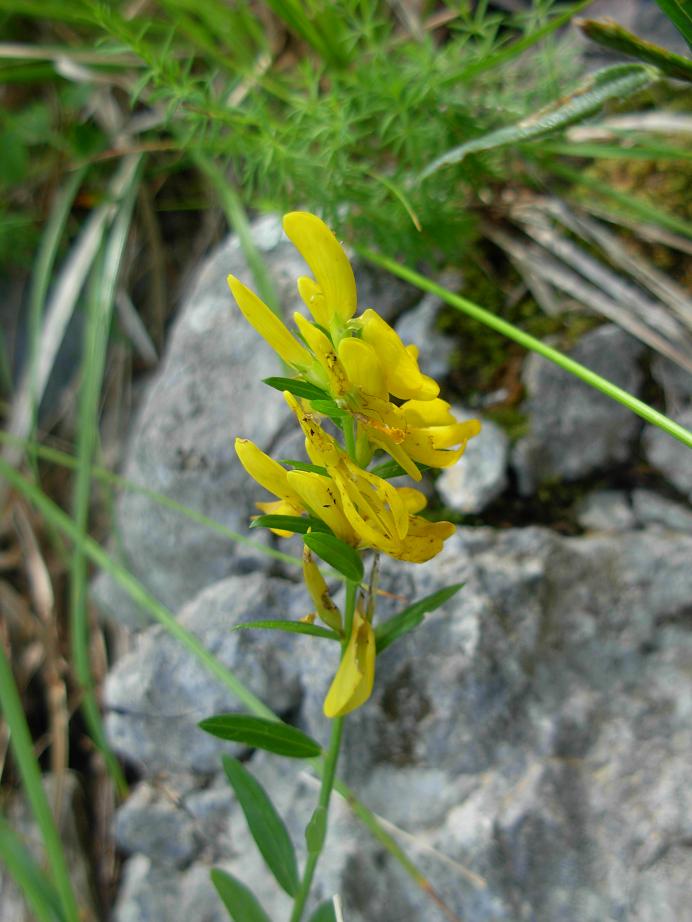 Genista germanica